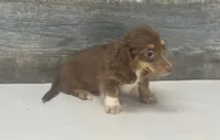 Maggie-lh (daple/creme/pie, a female Miniature Dachshund for sale in Aiken, SC – 3 of 3
