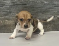 Waffles (crème/choc/pie - Russian dad, a female Miniature Dachshund for sale in Aiken, SC – 2 of 3