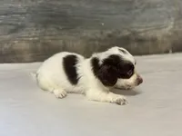 Chevy-lh (daple/creme/pie, a male Miniature Dachshund for sale in Aiken, SC – Photo 2 of 3