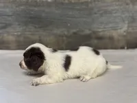 Chevy-lh (daple/creme/pie, a male Miniature Dachshund for sale in Aiken, SC – Photo 3 of 3