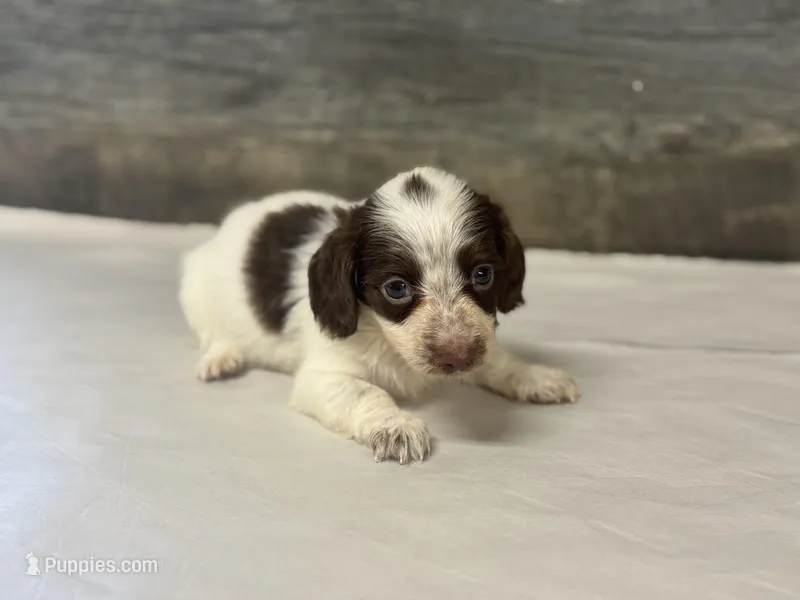 Chevy-lh (daple/creme/pie – Miniature Dachshund puppy for sale in Aiken, SC