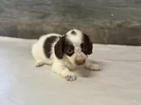 Chevy-lh (daple/creme/pie, a male Miniature Dachshund for sale in Aiken, SC – Photo 1 of 3