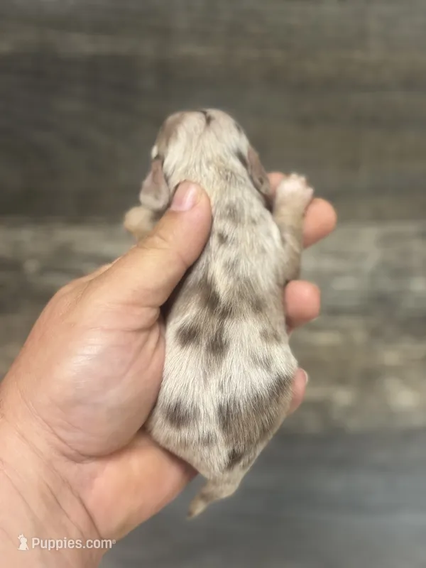 Diseal-lh (daple/creme/piebald/deluite – Miniature Dachshund puppy for sale in Aiken, SC
