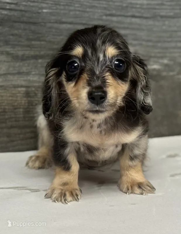 Chex-lh (crème/dapple, a male Miniature Dachshund for sale in Aiken, SC – 1 of 3