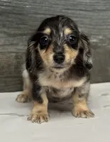 Chex-lh (crème/dapple, a male Miniature Dachshund for sale in Aiken, SC – 1 of 3