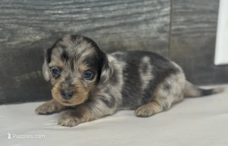 Pebbles-lh (Deluite/daple/pie/creme – Miniature Dachshund puppy for sale in Aiken, SC