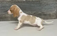 Champ (dapple/creme/deluite-russian dad, a male Miniature Dachshund for sale in Aiken, SC – 2 of 2