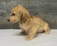 Wells-lh (daple/creme, a male Miniature Dachshund for sale in Aiken, SC – 2 of 3