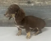 Van-lh (daple/creme/deluite, a male Miniature Dachshund for sale in Aiken, SC – 2 of 3