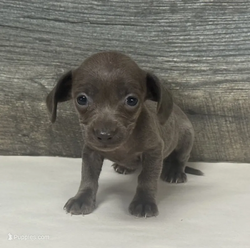 Tinker (daple/creme/lh/deluite – Miniature Dachshund puppy for sale in Aiken, SC