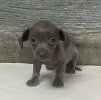 Tinker (daple/creme/lh/deluite, a female Miniature Dachshund for sale in Aiken, SC – 1 of 3