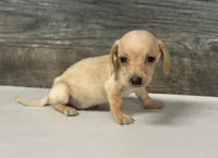 Link (daple/deluite/creme/lh, a male Miniature Dachshund for sale in Aiken, SC – 2 of 2