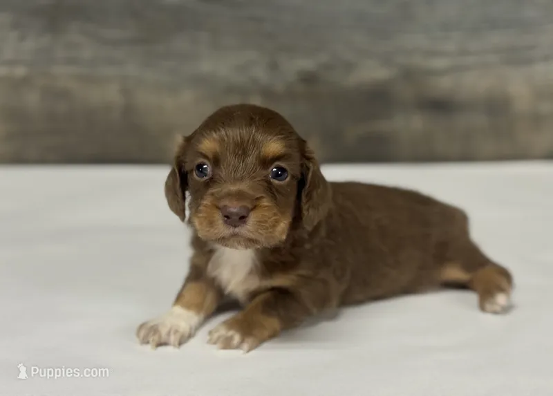 Coco-lh (daple/creme/deluite/pie – Miniature Dachshund puppy for sale in Aiken, SC