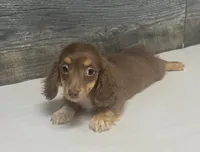 Maggie-lh (daple/creme/pie, a female Miniature Dachshund for sale in Aiken, SC – 2 of 3