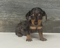 Bud (lh/creme, a male Miniature Dachshund for sale in Aiken, SC – 1 of 3