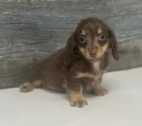 Maximus-lh (crème/daple/pie, a male Miniature Dachshund for sale in Aiken, SC – 1 of 3