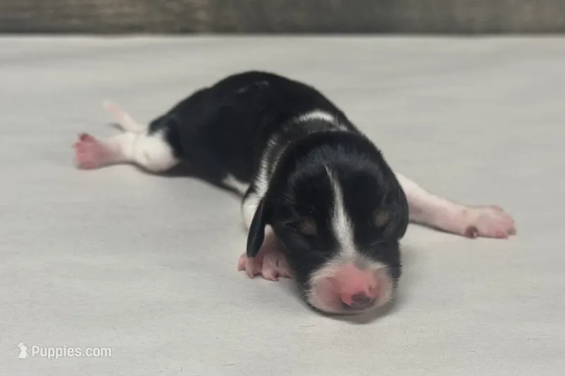 Duke (crème/lh/pie/deluite- Russian dad – Miniature Dachshund puppy for sale in Aiken, SC