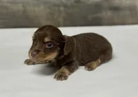 Max-lh (daple/creme/deluite/pie, a male Miniature Dachshund for sale in Aiken, SC – 3 of 3