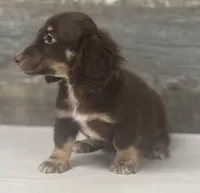 Diseal-lh (daple/creme/deluite/pie, a male Miniature Dachshund for sale in Aiken, SC – 2 of 2