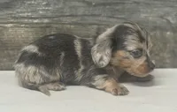 Pebbles-lh (daple/creme/deluite, a female Miniature Dachshund for sale in Aiken, SC – Photo 2 of 2