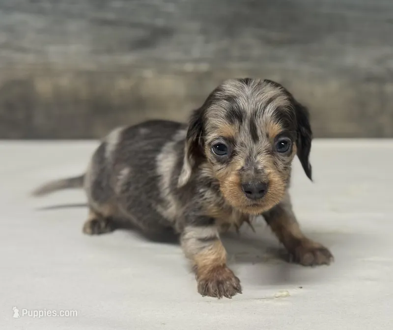 Pebbles-lh (daple/creme/deluite – Miniature Dachshund puppy for sale in Aiken, SC