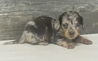 Pebbles-lh (daple/creme/deluite, a female Miniature Dachshund for sale in Aiken, SC – Photo 1 of 2
