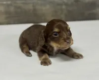 Max-lh (daple/creme/deluite/pie, a male Miniature Dachshund for sale in Aiken, SC – 2 of 3