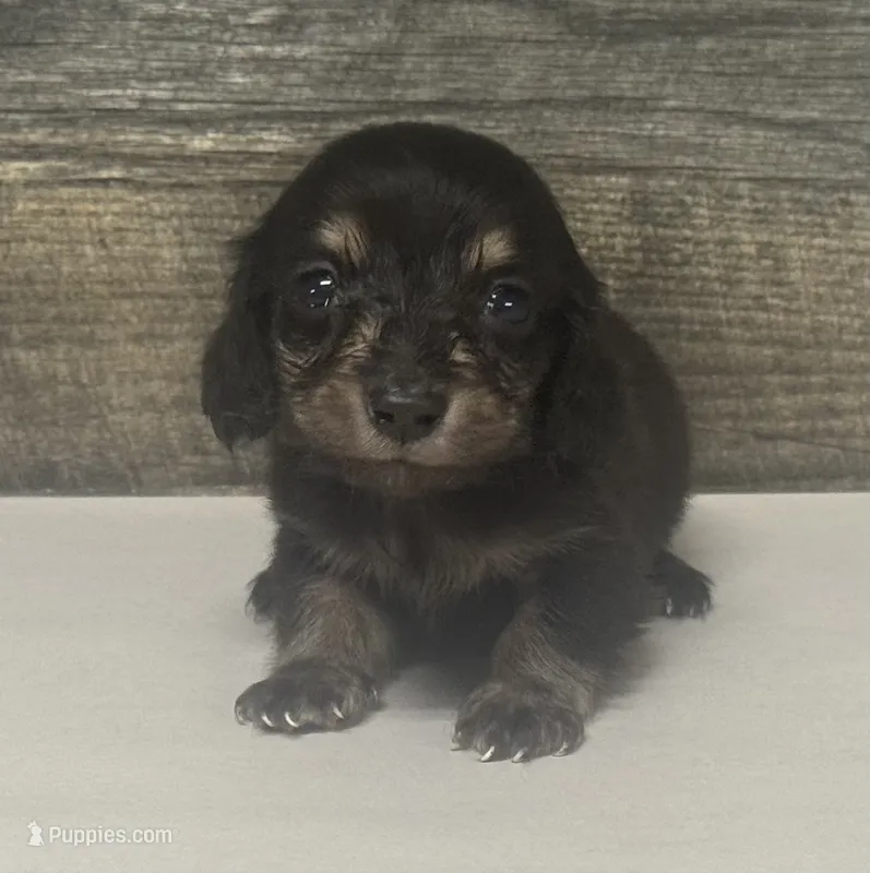 Dom-lh (daple/creme – Miniature Dachshund puppy for sale in Aiken, SC