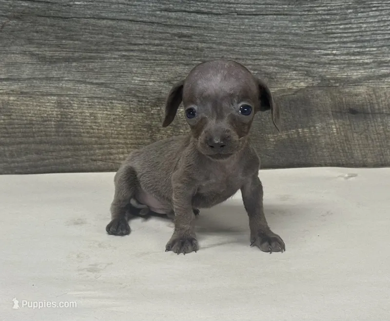 Tinker (daple/creme/lh – Miniature Dachshund puppy for sale in Aiken, SC