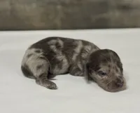 Chip-lh (daple/creme/lh, a male Miniature Dachshund for sale in Aiken, SC – 3 of 3