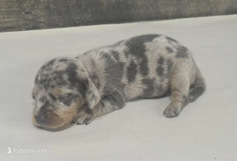 Gomez (daple/creme/lh/pie – Miniature Dachshund puppy for sale in Aiken, SC