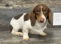 Rolo-lh , a male Miniature Dachshund for sale in Aiken, SC – Photo 1 of 2