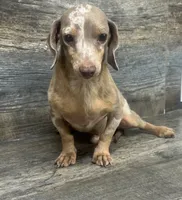 Lil whiskey (daple/deluite/lh (small), a male Miniature Dachshund for sale in Aiken, SC – 4 of 4