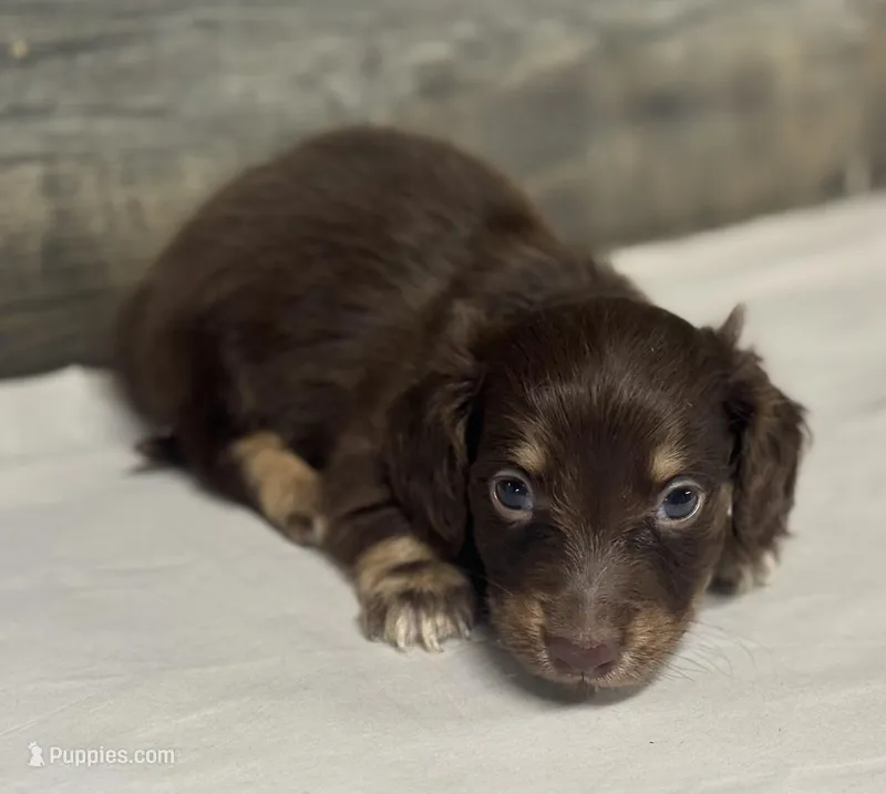 Max-lh (crème/daple/deluite/pie – Miniature Dachshund puppy for sale in Aiken, SC