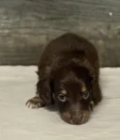 Max-lh (crème/daple/deluite/pie, a male Miniature Dachshund for sale in Aiken, SC – Photo 2 of 2