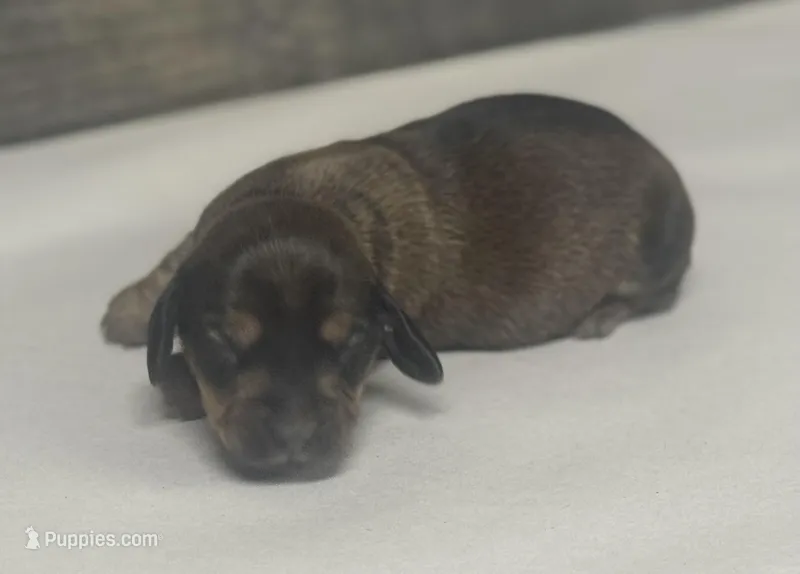 Lilly (daple/deluite/lh/creme – Miniature Dachshund puppy for sale in Aiken, SC