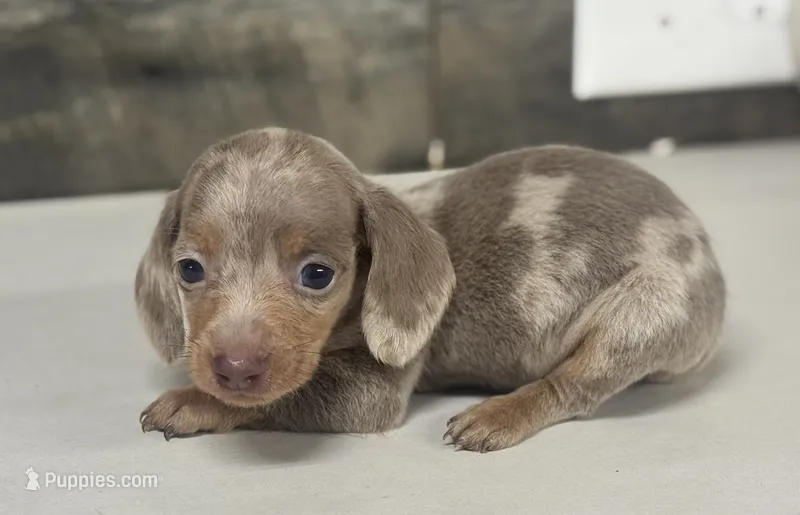 Whiskey (daple/deluite/creme/lh – Miniature Dachshund puppy for sale in Aiken, SC