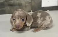 Whiskey (daple/deluite/creme/lh, a male Miniature Dachshund for sale in Aiken, SC – 1 of 2