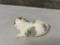 Chex-lh (daple/creme/deluite, a male Miniature Dachshund for sale in Aiken, SC – Photo 2 of 2