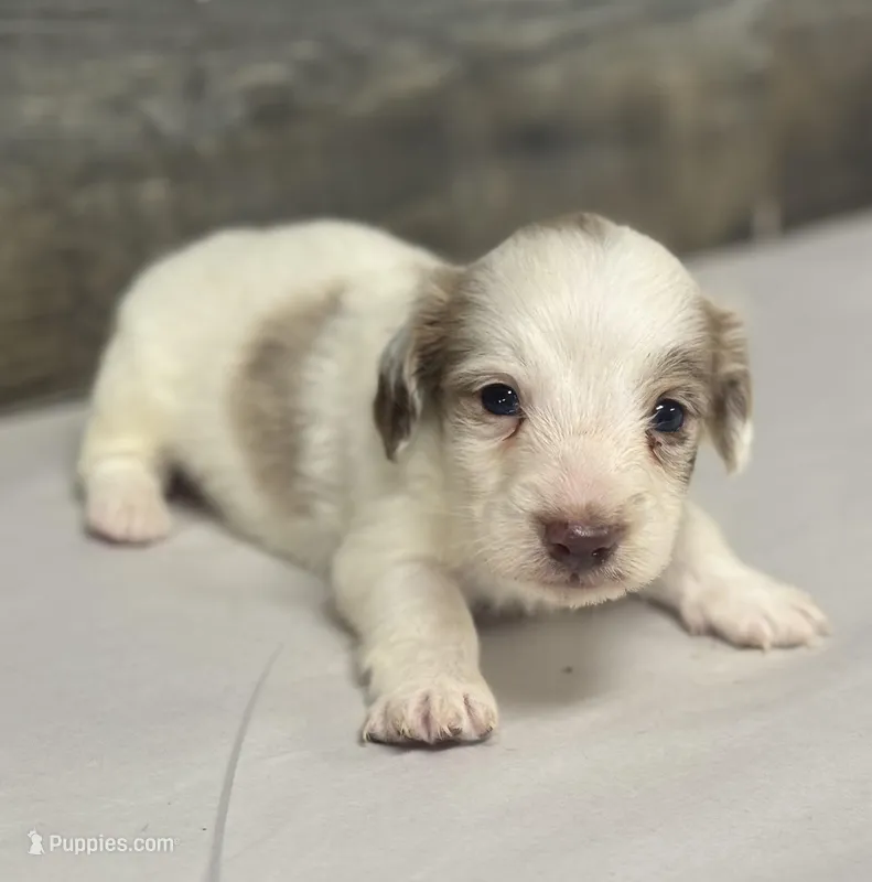 Chex-lh (daple/creme/deluite