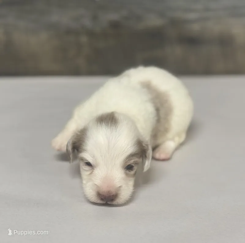 Chex-lh (daple/creme/deluite