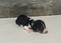 Domino (lh/creme/deluite/pie-russian dad, a male Miniature Dachshund for sale in Aiken, SC – 2 of 3