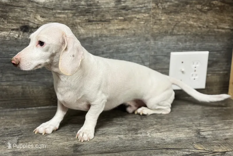 Eden – Miniature Dachshund puppy for sale in Aiken, SC