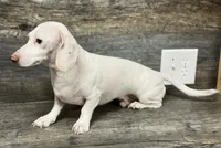 Eden, a male Miniature Dachshund for sale in Aiken, SC – 1 of 4