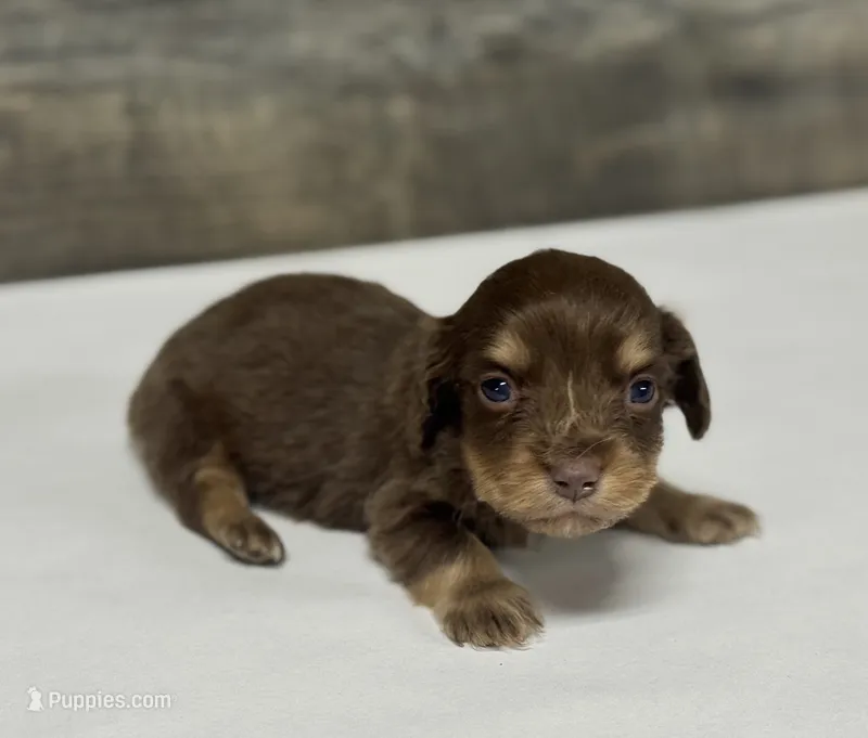 Max-lh (daple/creme/deluite/pie – Miniature Dachshund puppy for sale in Aiken, SC