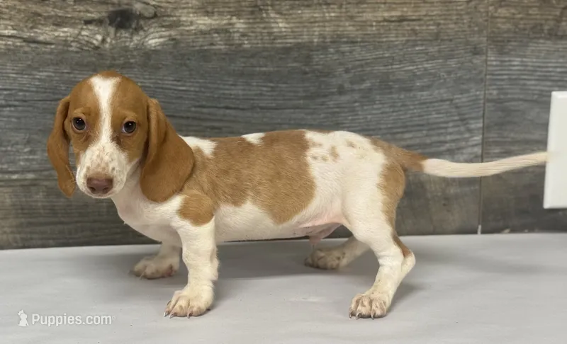 Dom (daple/deluite/creme/lh-russian dad – Miniature Dachshund puppy for sale in Aiken, SC
