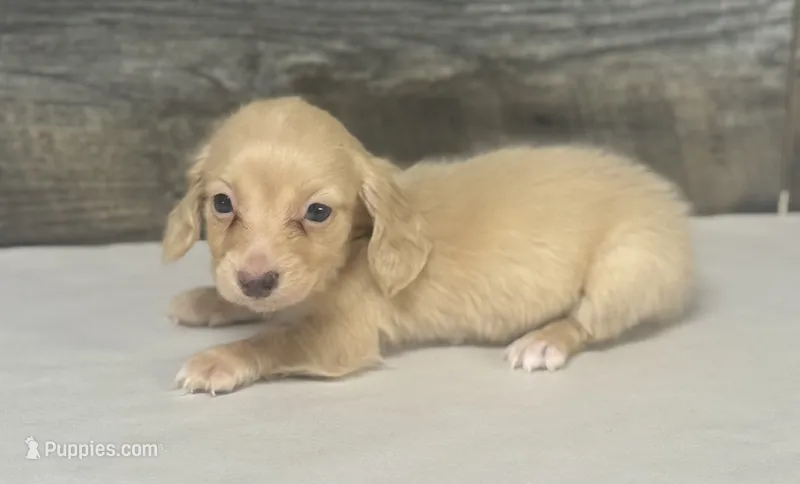Gus-lh (crème/daple – Miniature Dachshund puppy for sale in Aiken, SC
