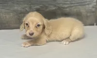 Gus-lh (crème/daple, a male Miniature Dachshund for sale in Aiken, SC – 1 of 2