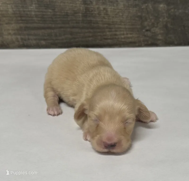 Banks-lh (crme/daple/poe – Miniature Dachshund puppy for sale in Aiken, SC