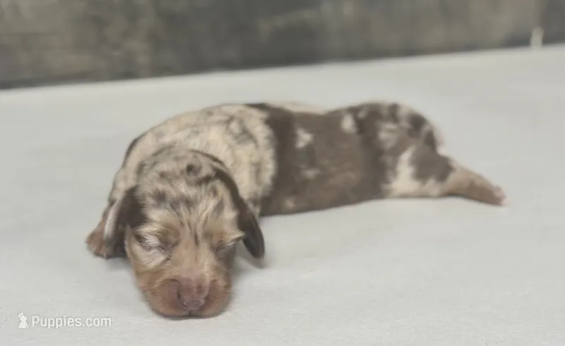 Lolly-lh (daple/creme – Miniature Dachshund puppy for sale in Aiken, SC